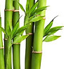 bamboo 3_edited.jpg