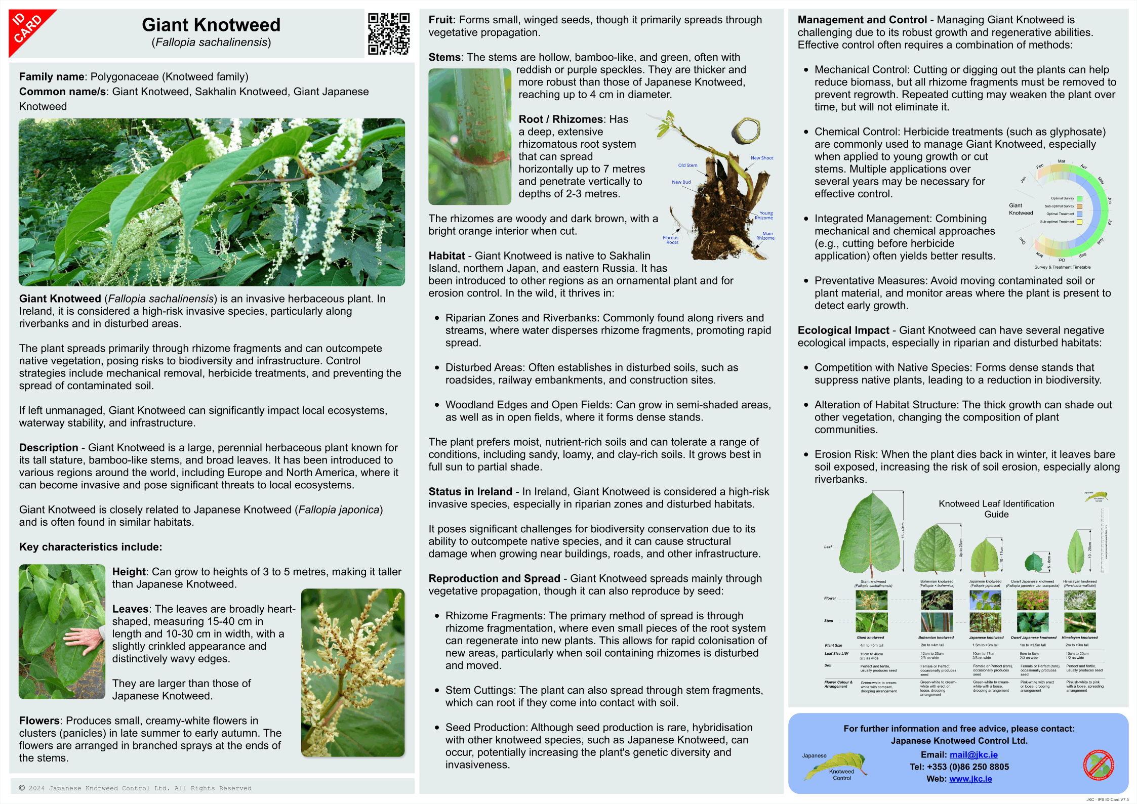 Giant Knotweed - Fallopia sachalinensis ID Card