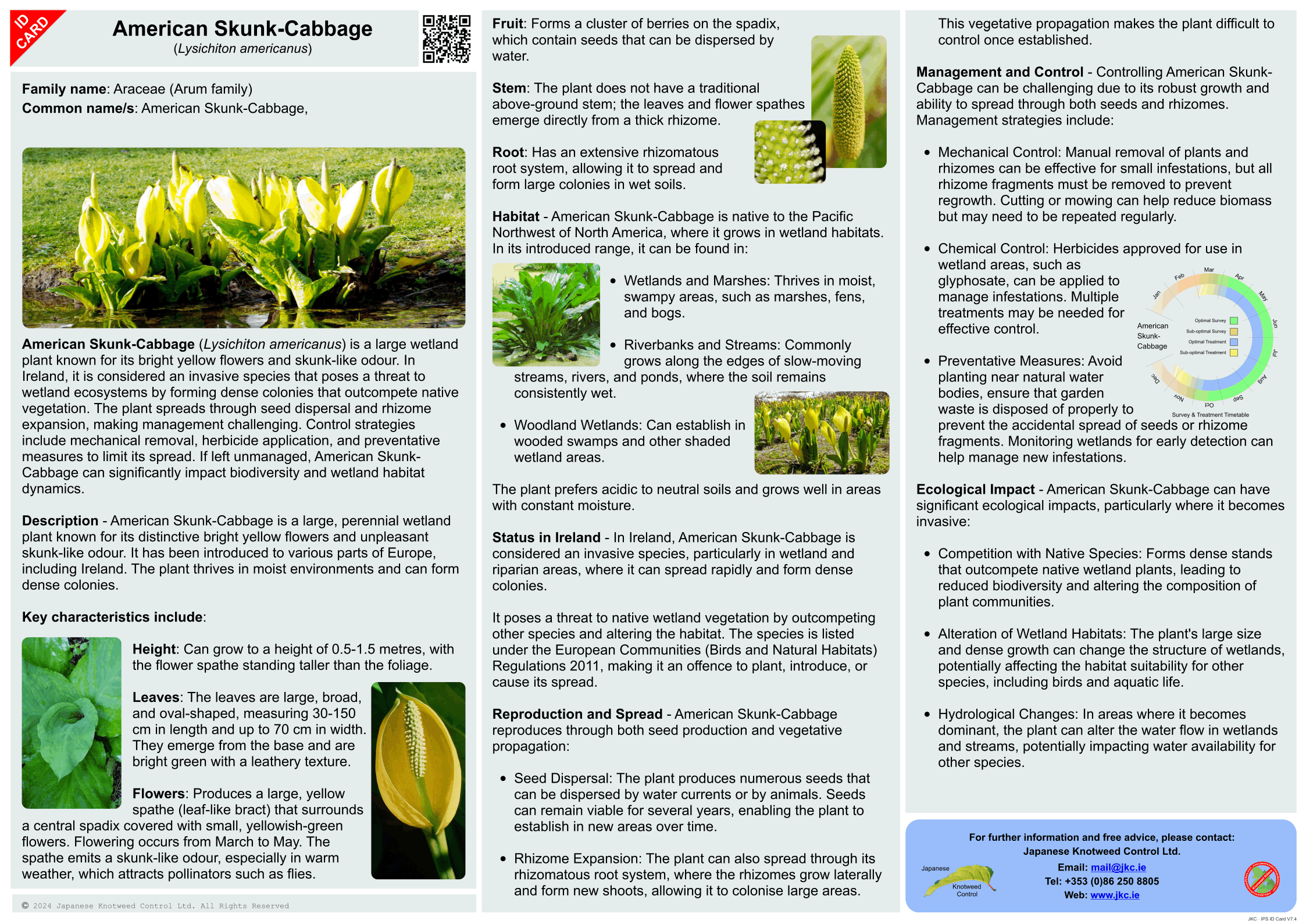 American Skunk-Cabbage - Lysichiton americanus ID Card