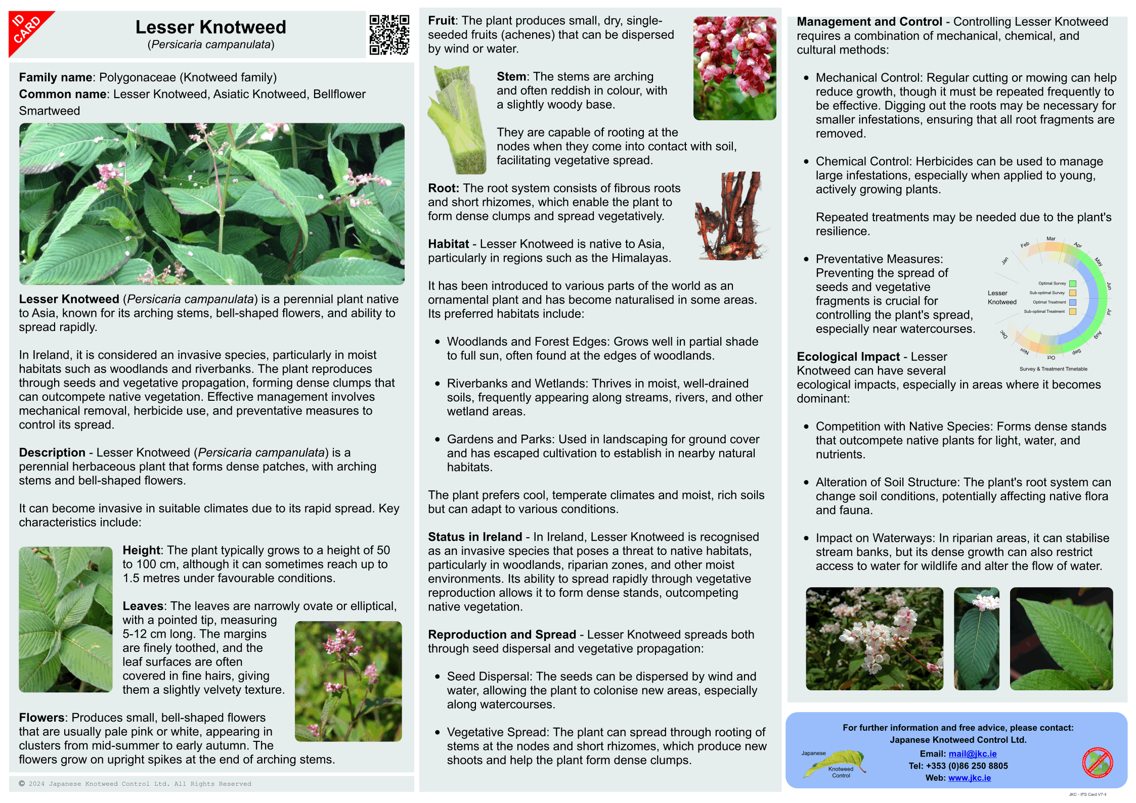 Lesser Knotweed - Persicaria campanulata ID Card
