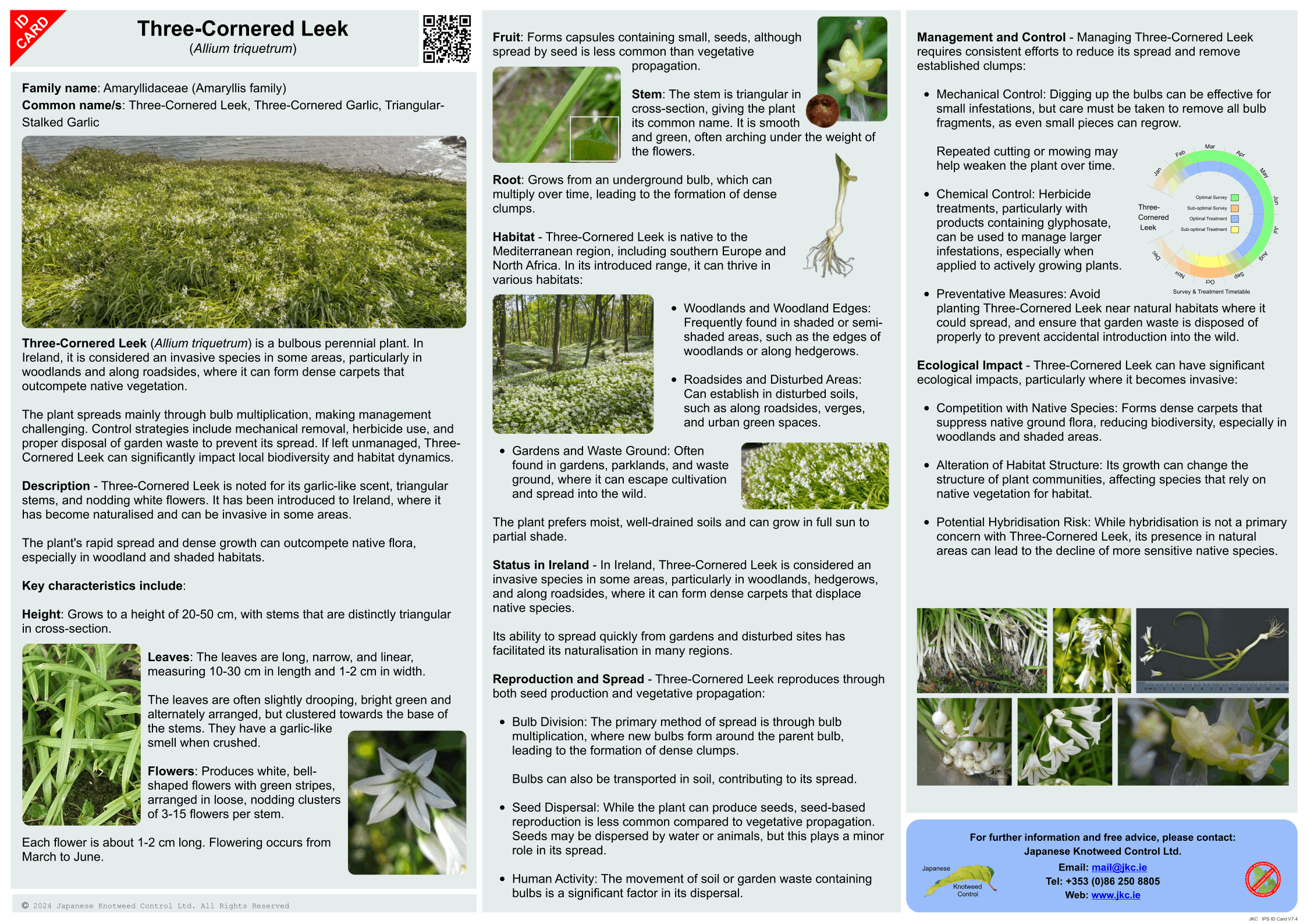 Three-cornered Leek [Garlic] - Allium triquetrum ID Card