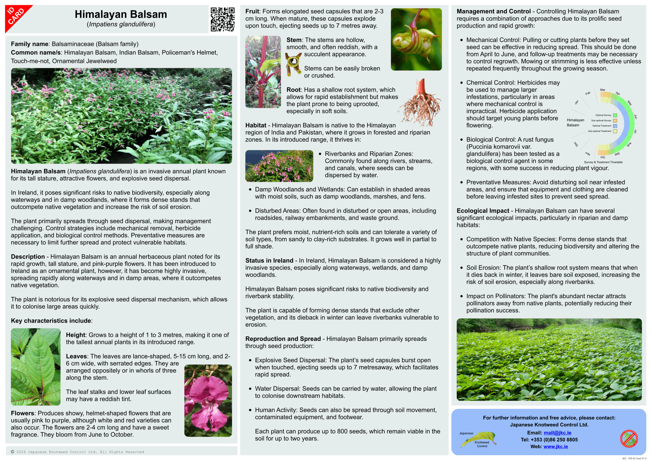 Himalayan Balsam - Impatiens glandulifera ID Card