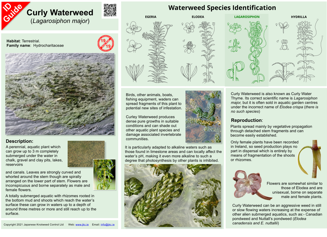 Curly Waterweed - Lagarosiphon major ID Guide