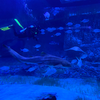 Scuba refresher at TNA