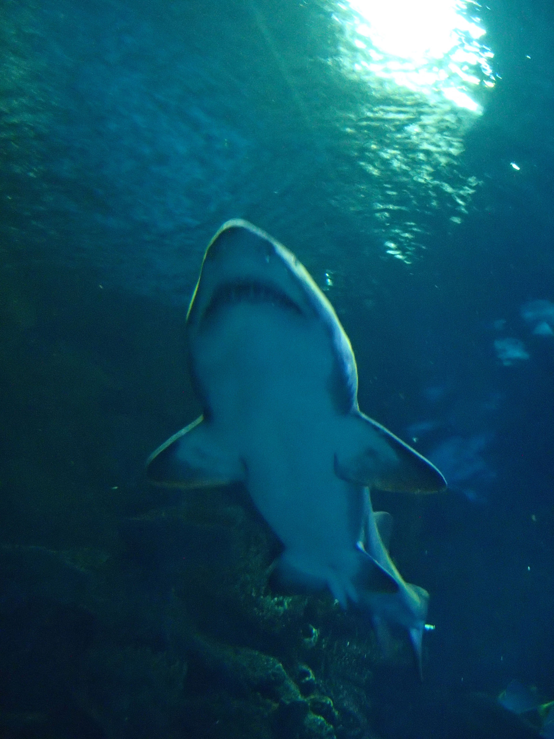 Mandalay Bay Aquarium