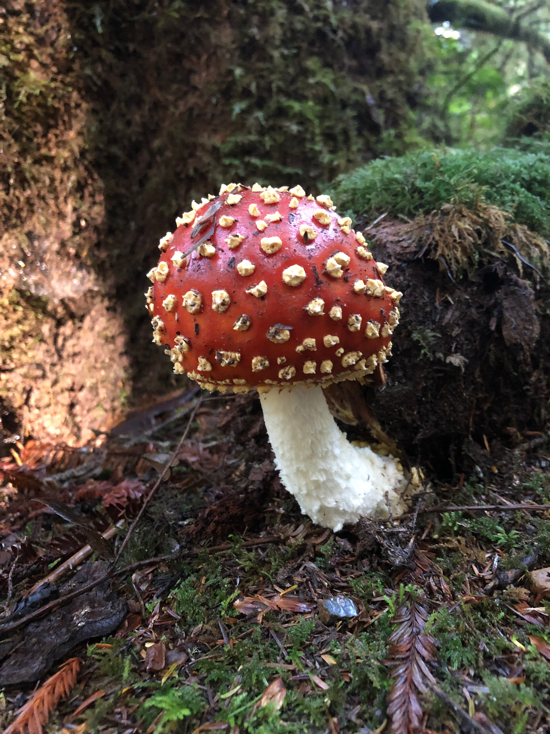Fly Agaric