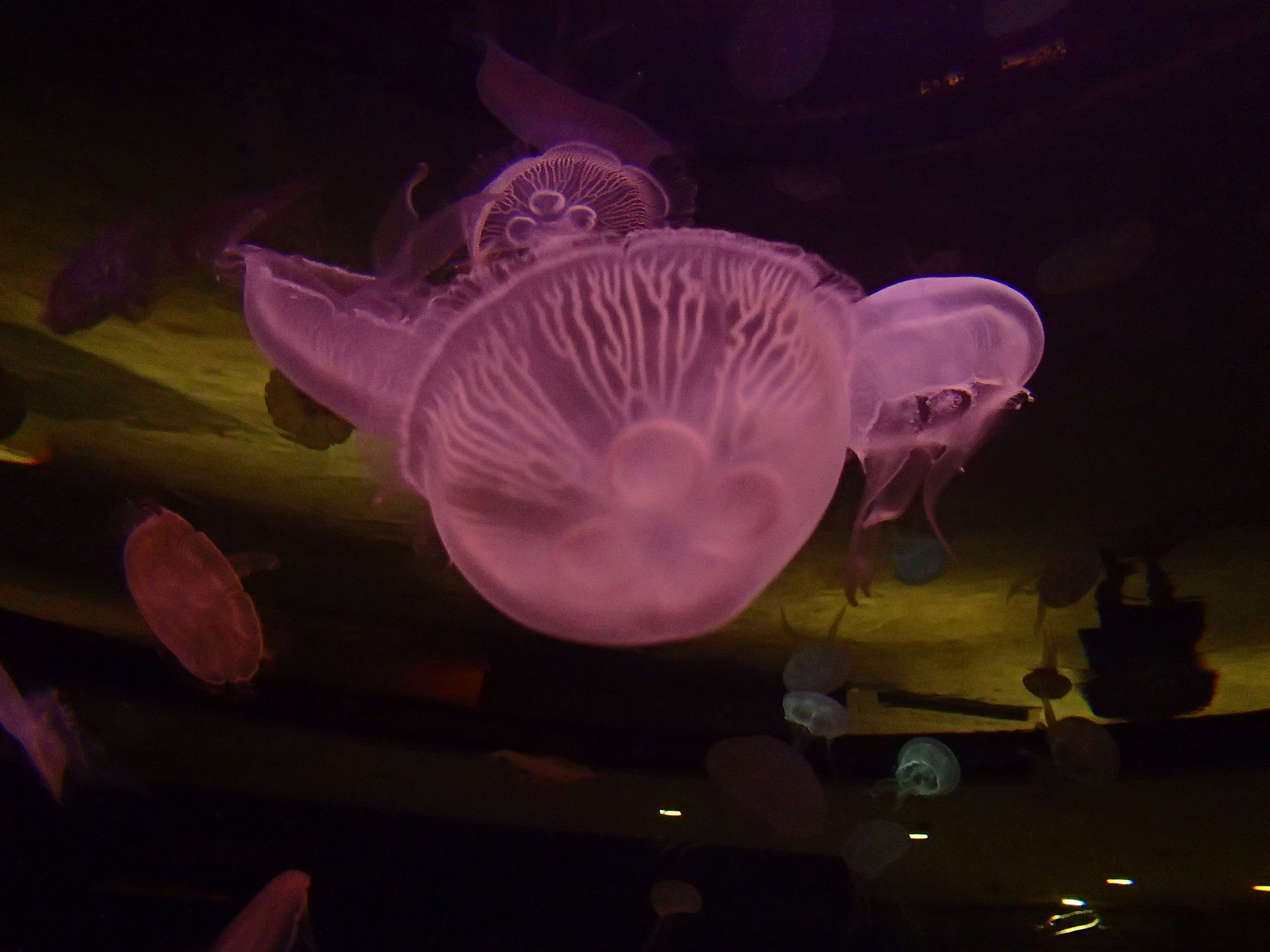 Mandalay Bay Aquarium