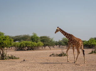 Sir Bani Yas Island [2023]