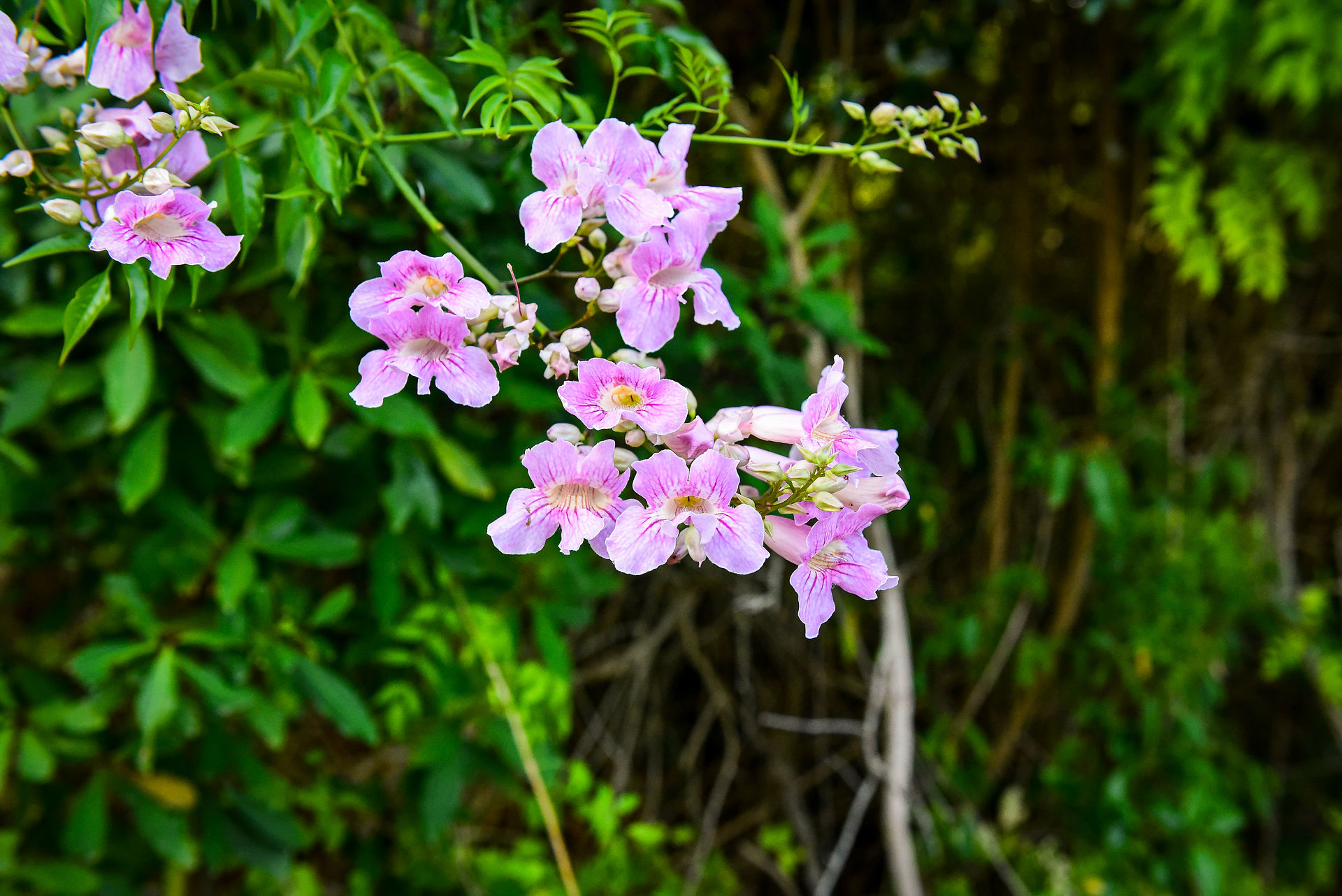 Kirstenbosch National Botanical Garden