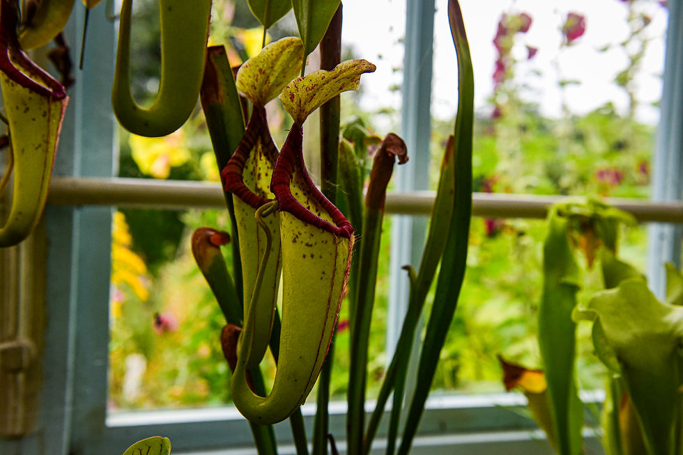 Pitcher plants at Home of Charles Darwin