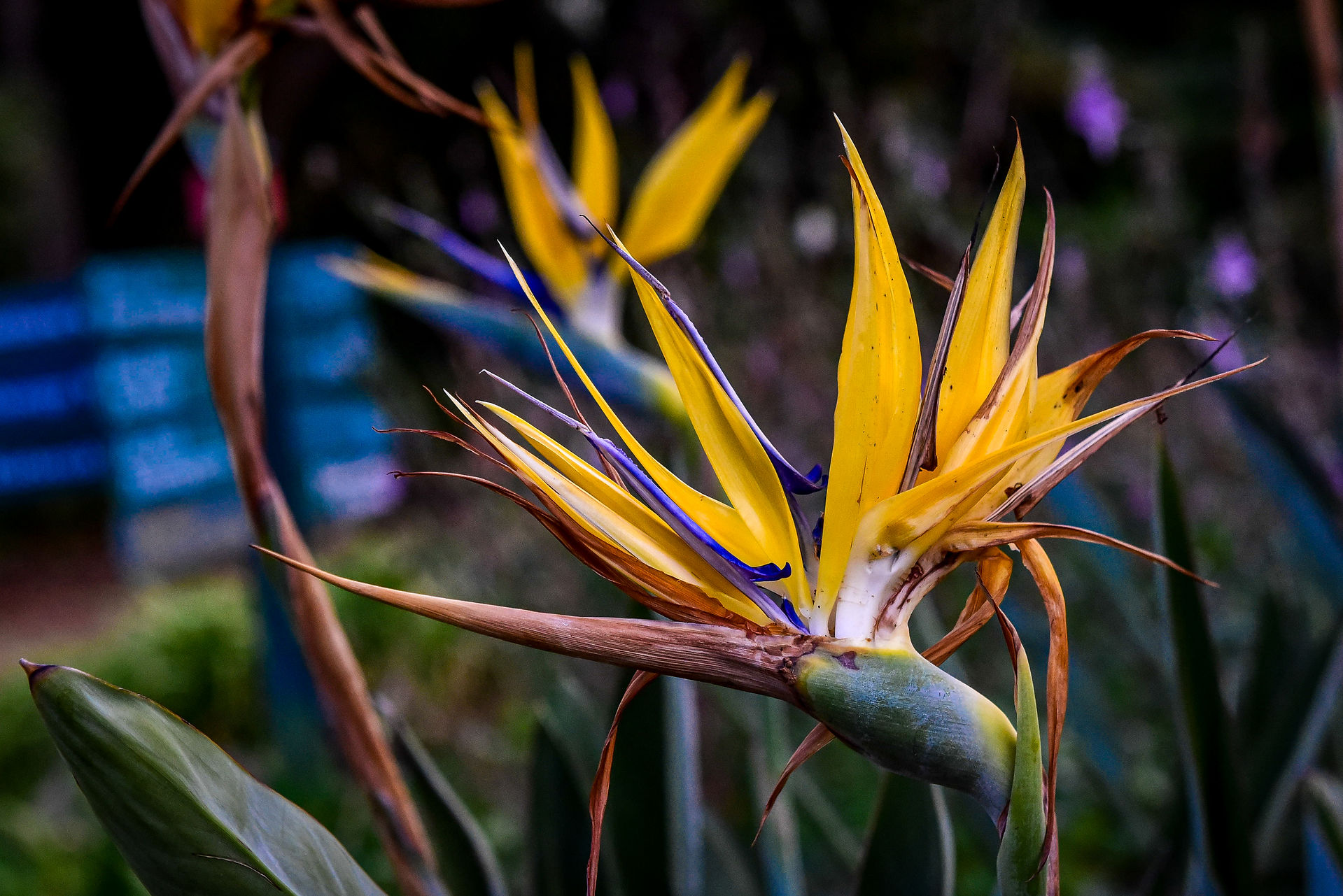Kirstenbosch National Botanical Garden