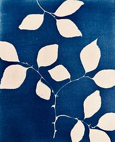 cyanotype full page.jpg