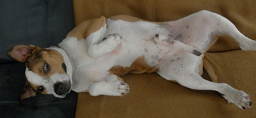 Rufus possessed 1_4_14 Resize crop.jpg