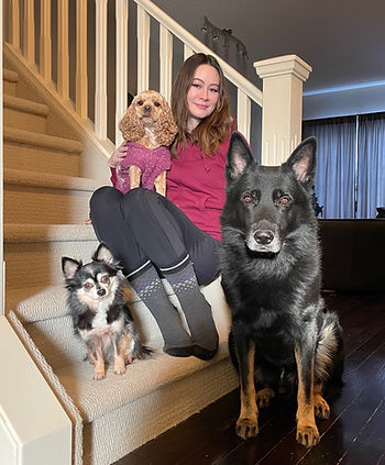 A chihuahua, cocker spaniel, and German shepherd