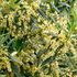 May in the Olive Grove: the flowering that defines the harvest.