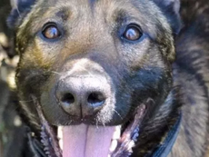 Officers shoot police dog dead after it turns on handler!