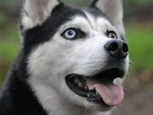 Siberian husky found fame thanks to Facebook post!