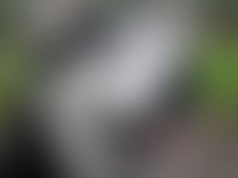 Siberian husky found fame thanks to Facebook post!