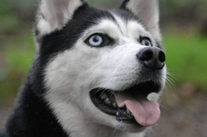 Siberian husky Alaska found fame after a Facebook post was spotted (Image: Mark Carter)
