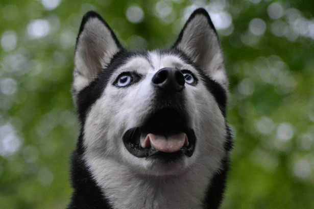 Nine-year-old dog Alaska was scouted on Facebook (Image: Mark Carter)
