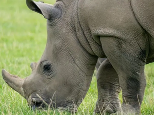 First-ever surgery performed to repair a rhinoceros's fractured leg