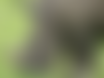 First-ever surgery performed to repair a rhinoceros's fractured leg