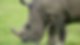 Amara had to wear a special cast for four weeks | Knowsley Safari
