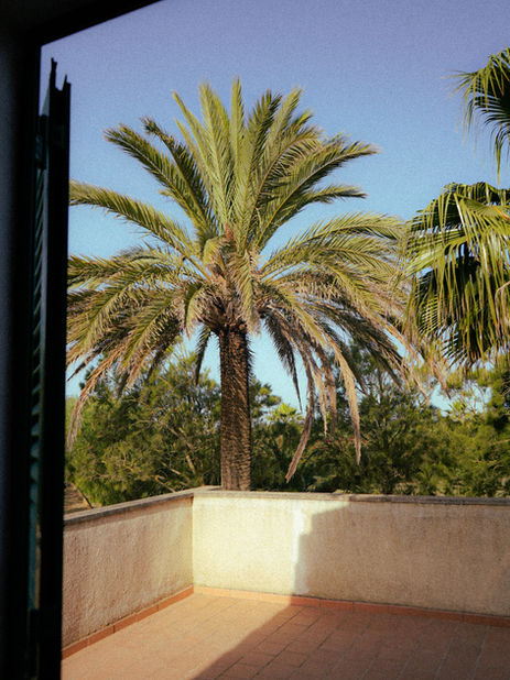 palmtress through a window in spain