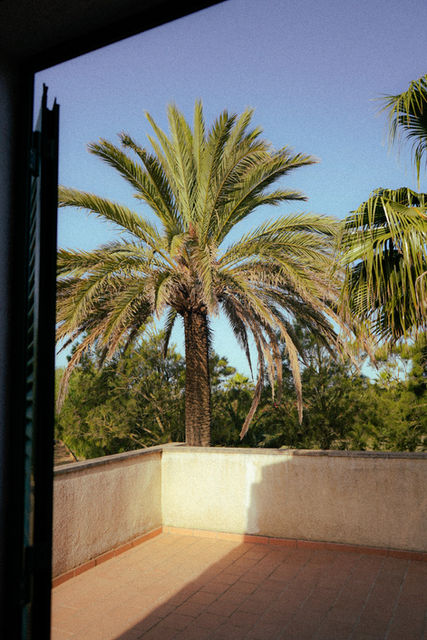 palmtress through a window in spain