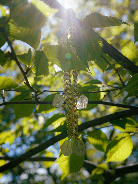 a golden necklace with crystall stones hanging from a tree