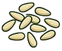 PINOLI.png