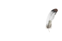 About (3).png