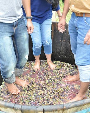 grape-stomping-kinvah-winery.jpg