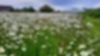 Figure 1. Wildflower demonstration area sown at NIAB's East Malling site.jpg