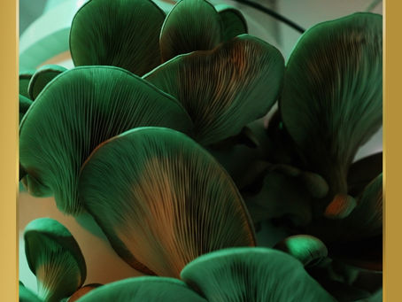 Growing Gourmet Mushrooms from Zero-Waste Whiskey By-Products with Canterbury Brewers & Distillers