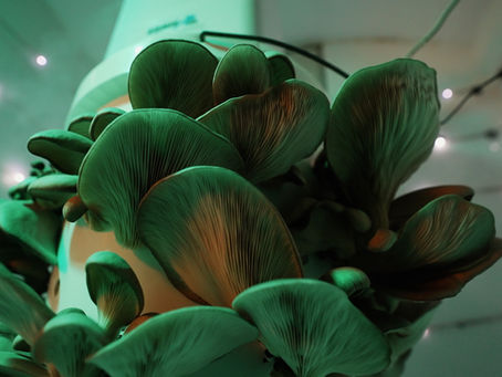 Close-up of vibrant green mushrooms with subtle orange hues against a soft-focus background of glowing lights and blurred lines.