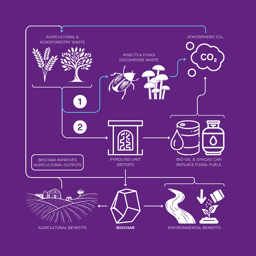 Infographic flowchart illustrating two parallel carbon‑cycle pathways: (1) natural decomposition, where insects and fungi break down plant material and release CO₂ back into the atmosphere, and (2) biochar pathway, showing biomass conversion into biochar, its application to farmland, and the resulting long‑term sequestration of carbon in soil.