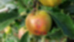 Close-up of an apple with spots, casued by apple scab, on a tree. Green leaves surround it. The apple is red and yellow against a blurred garden background.