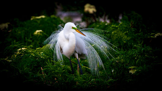 A large white bird during breeding season. 