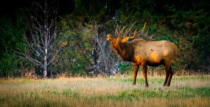 Large bull elk during the breeding season. 