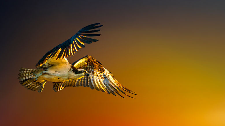 A large bird flying. 