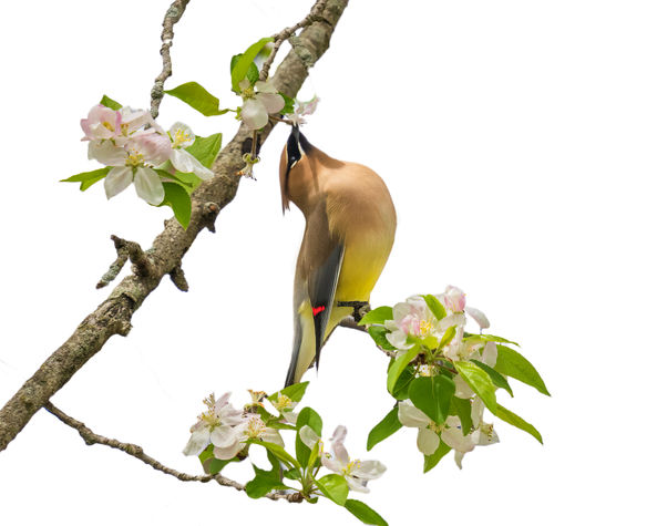 A brown and yellow bird feeds in an apple tree. 