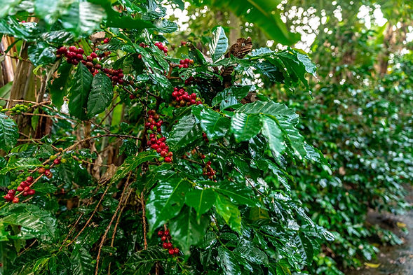 organic coffee plantation in rain forest.jpg
