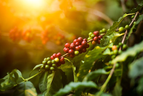 Arabicas Coffee Tree on Coffee tree, coffee beans on the coffee trees are grown in norther