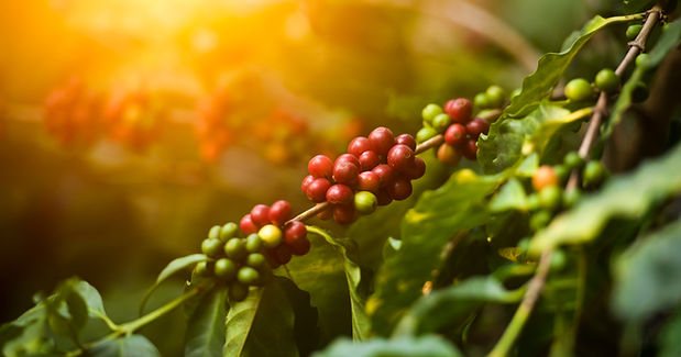 Kaffeekirschen Cascara