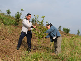 Canh tác mắc ca bền vững trên đất đồi Điện Biên.