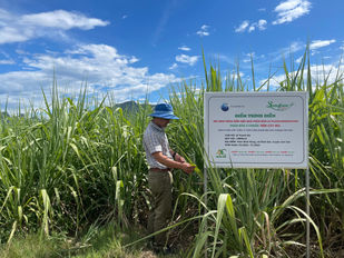 CÂY MÍA - ANH SƠN, NGHỆ AN