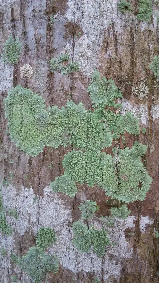 trichoderma-harzianum-trichoderma-harzianum-mango-tree-174854720.webp
