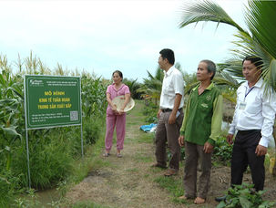 Hiệu quả kinh tế tuần hoàn trong sản xuất bắp