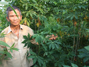 Chủ động phương án phòng chống sinh vật gây hại cây trồng.